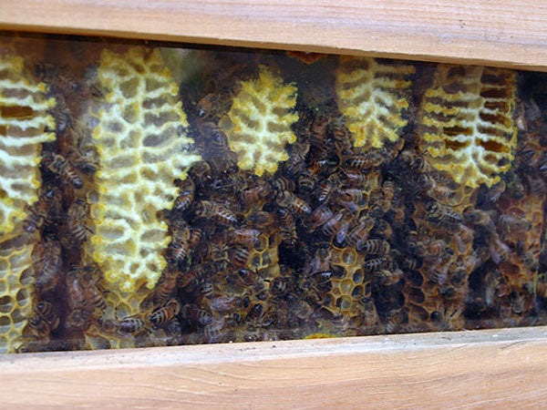 Looking through window top bar bee hive