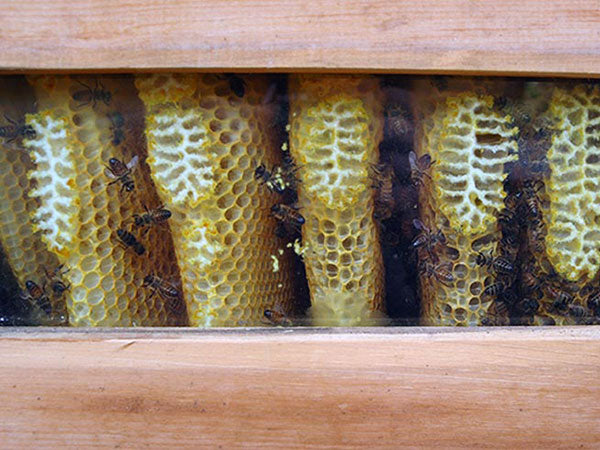 Looking through window topbar bee hive fall