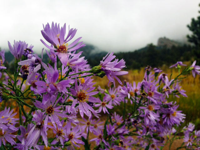 Purple_Asters_Honey_Bee_Flower