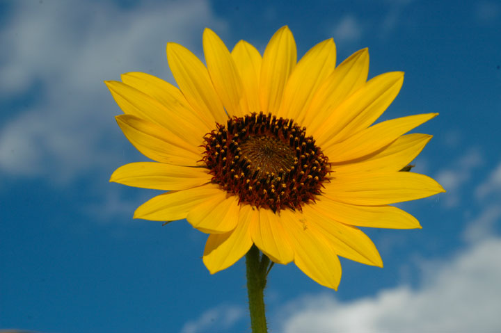 Sun-Flower-Honey-Bee-Plant