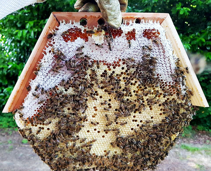 The Cathedral Hive capped brood honey comb