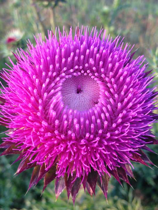 Thistle-Bee-Plant