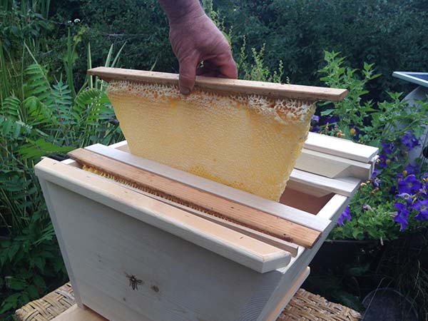 The Top Bar Hive Nuc (Nucleus) - BackYardHive