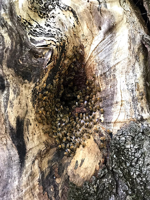 bee hive tree cavity