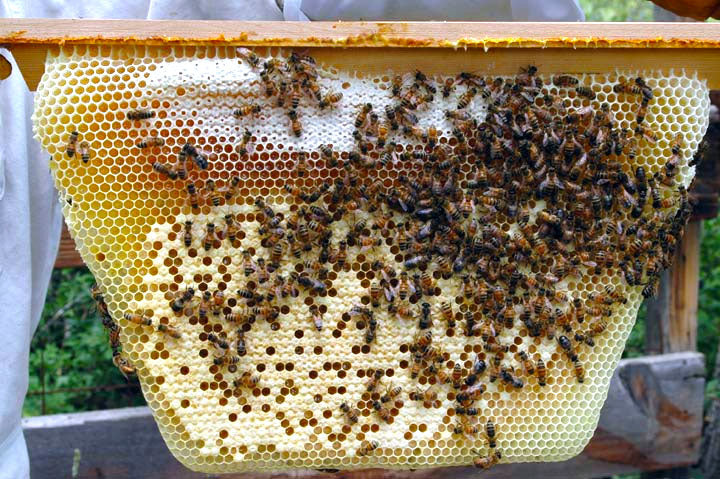 Hive comb with various capped brood capped and uncapped honey