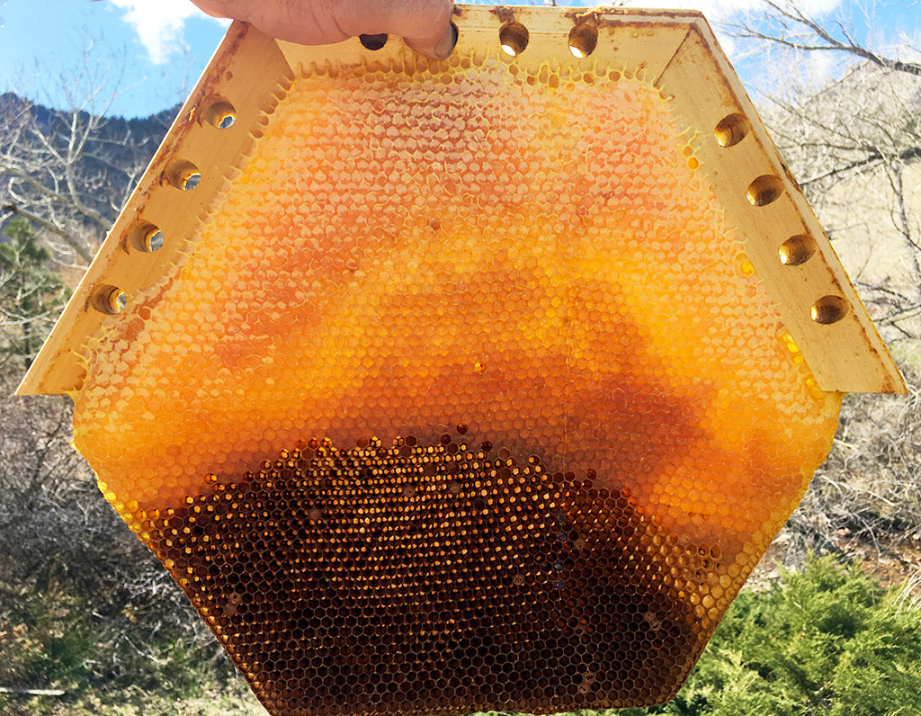 How much do honeycomb cells tilt? - Honey Bee Suite