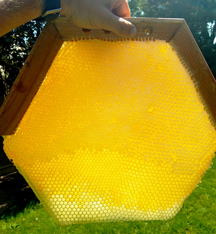 the-cathedral-hive-harvest-comb