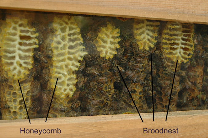 combs attached to window of top bar hive