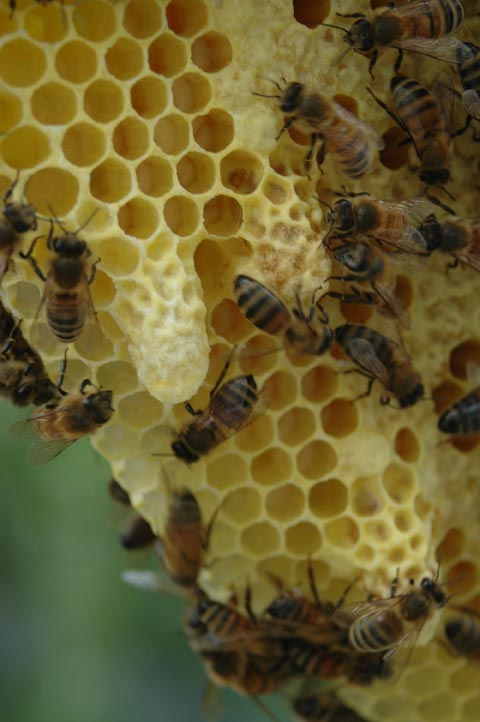 emergency queen cells pulled form 1-3 day old eggs