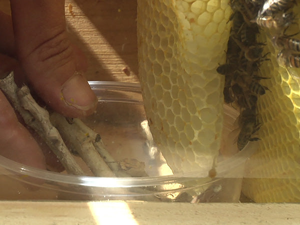 feeding-bees-dish sticks so the bees don't drown