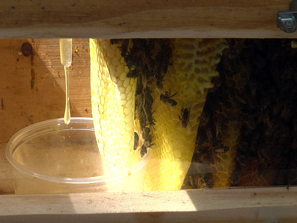 feeding bees fill feeder cup