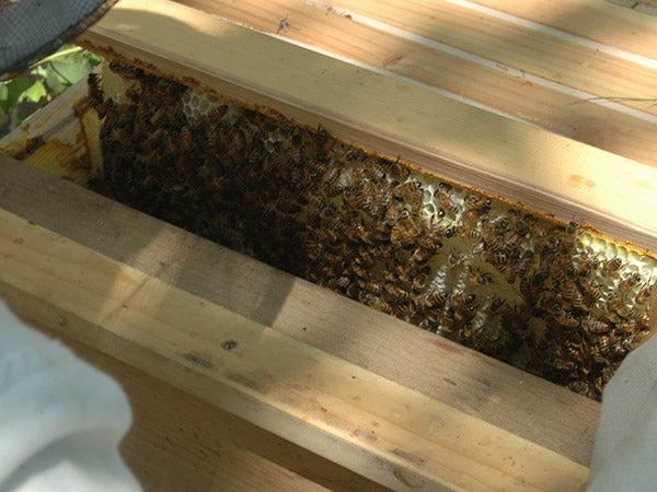 honey-comb-inspection-pull-from-hive