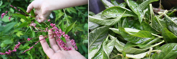 Japanese indigo leaves and flowers