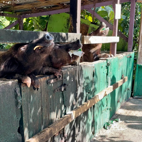 St. Croix Domino Hut Club Beer Drinking Pigs