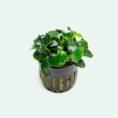 Anubias Nana Petite