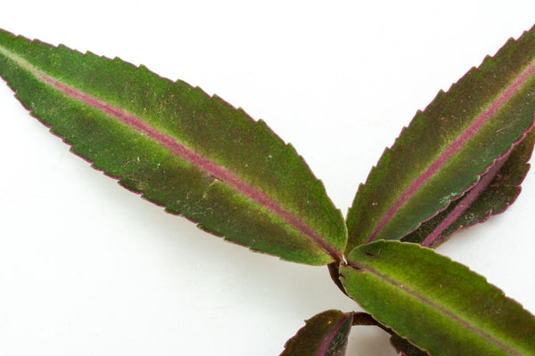 Ardisia Sp Pink Line Type 1 Rare Terrarium Vivarium House Plant