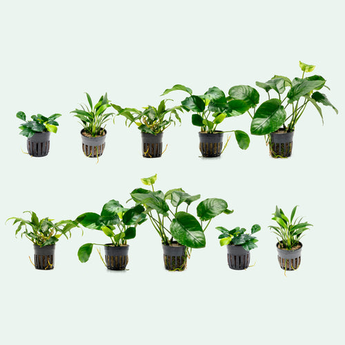 Assorted Anubias Bundle