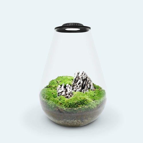 Bio Bowl Terrarium