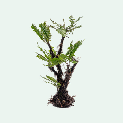 Trichomanes Javanicum - Bonsai Tree