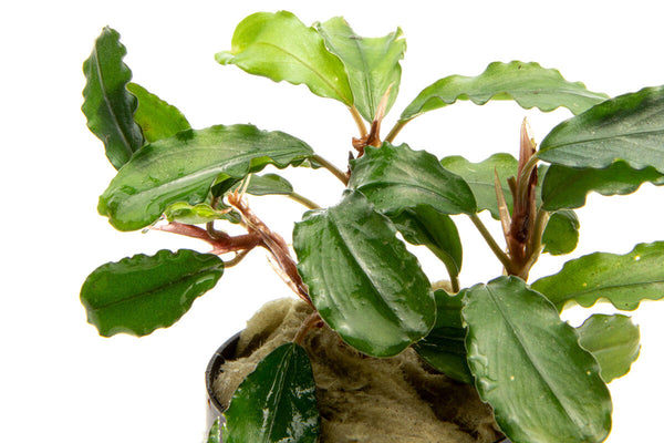 Bucephalandra Claudia Live Aquarium Plant