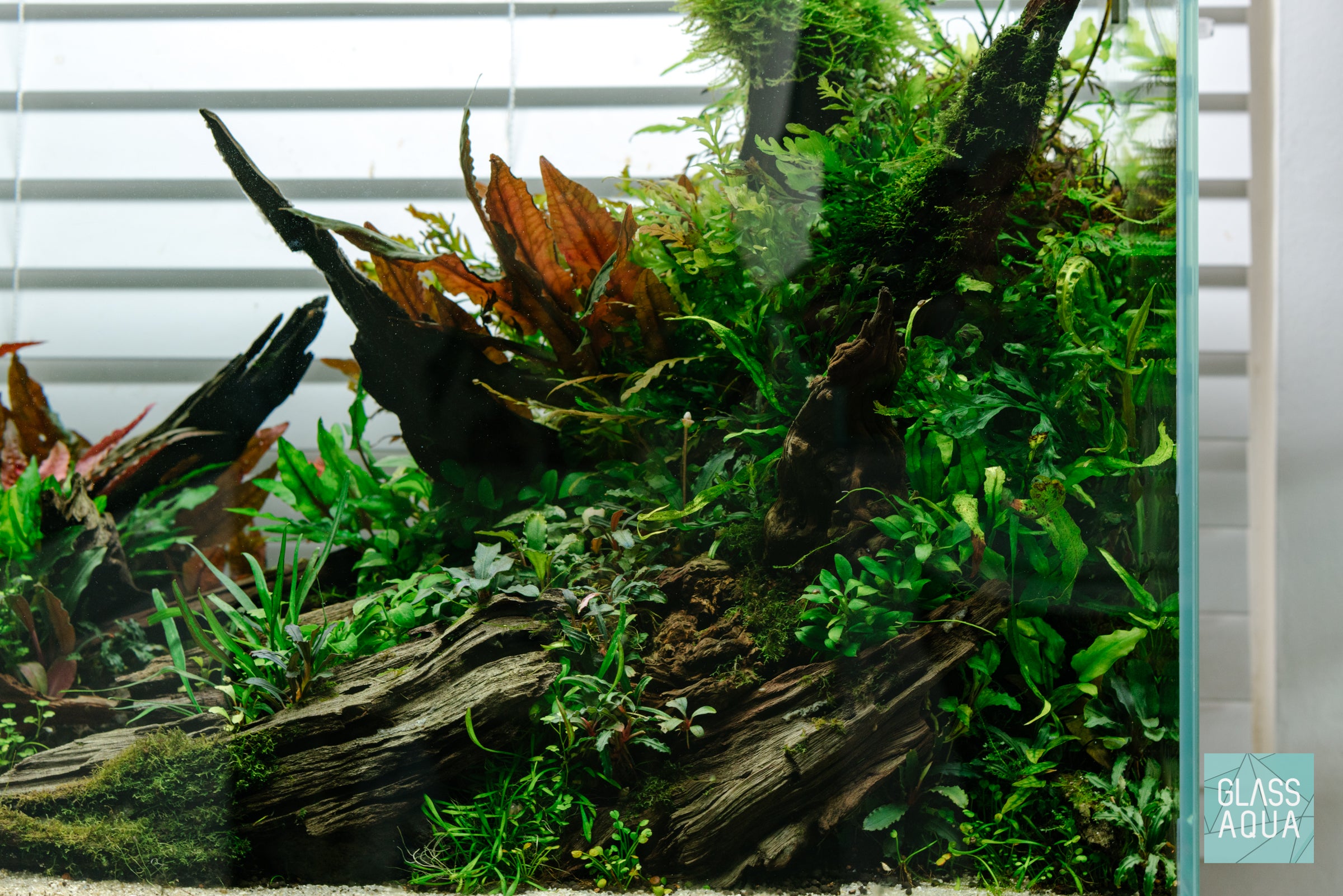 Ultum Nature Systems Nature Aquarium Planted Tank