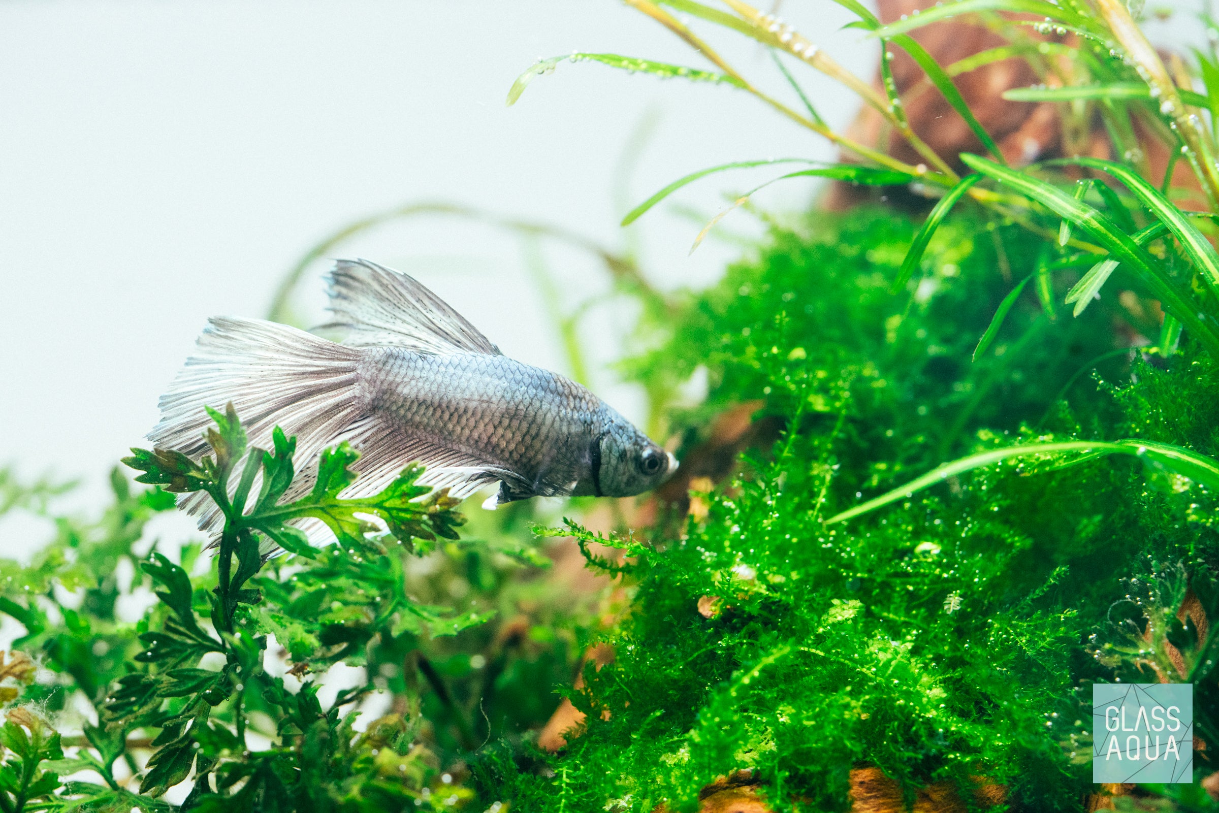 Ultum Nature Systems Planted Nano Betta Tank