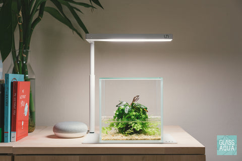 Wabi Kusa Planted Aquarium Tank Kit