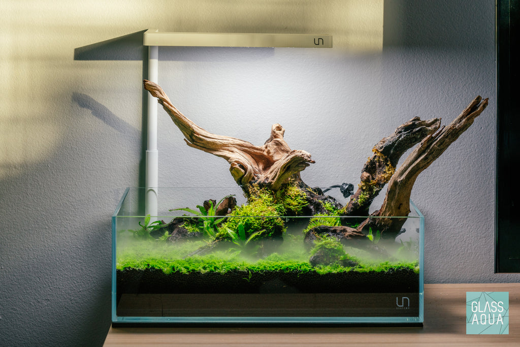 Desktop Shallow Aquarium Starter Kit | Freshwater Planted Aquarium Kit