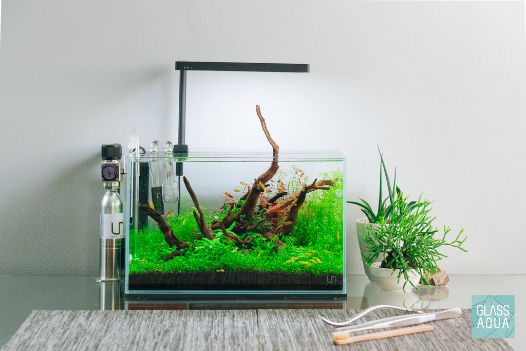 Shop Planted Aquarium Spider Wood Hardscape - Glass Aqua