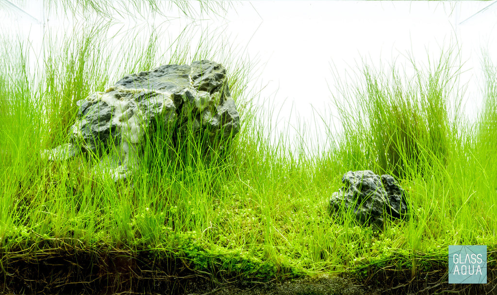 Eleocharis Parvula Hair Grass Mini Foreground Carpeting Aquarium Plant