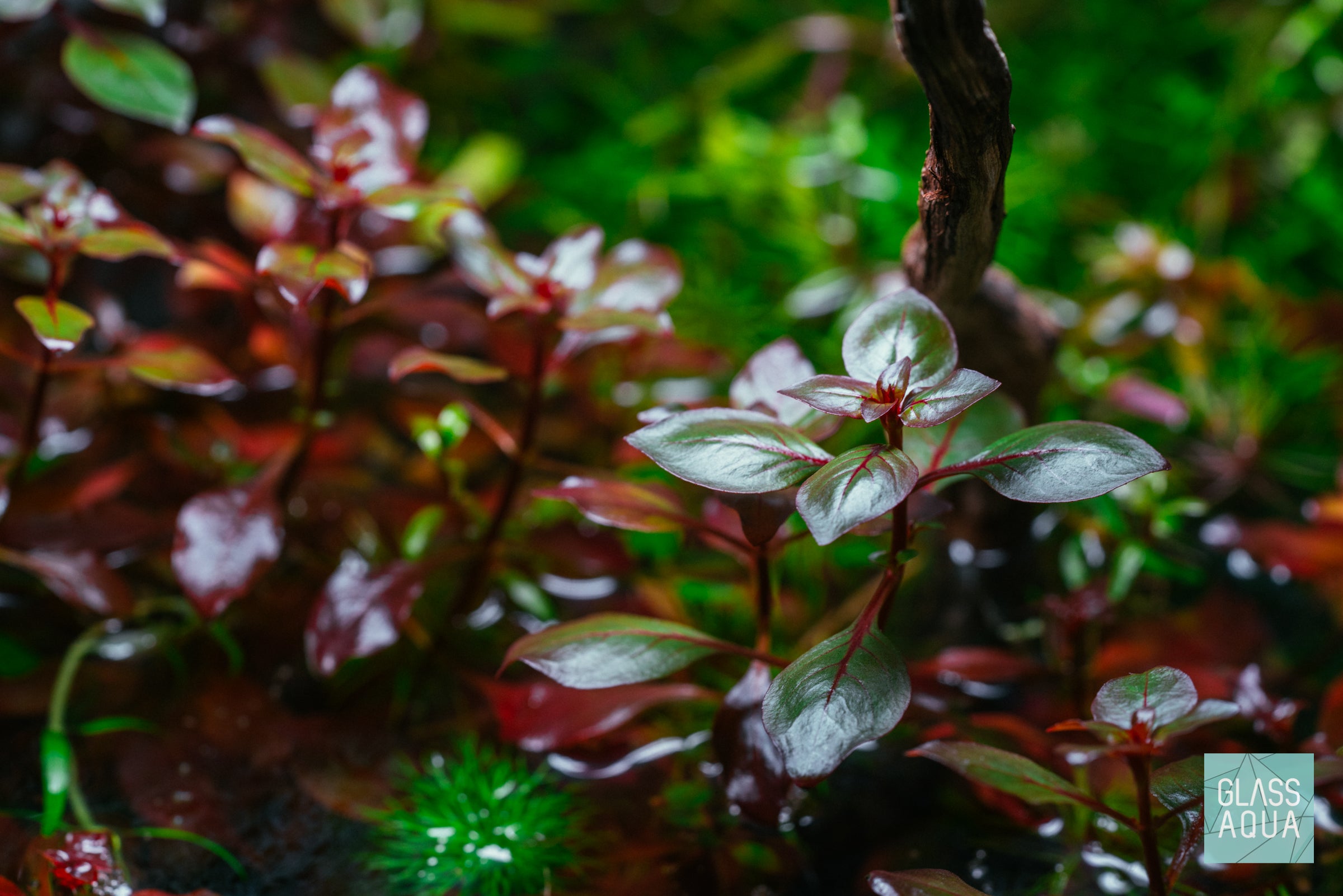 Ultum Nature Systems Planted Nano Tank