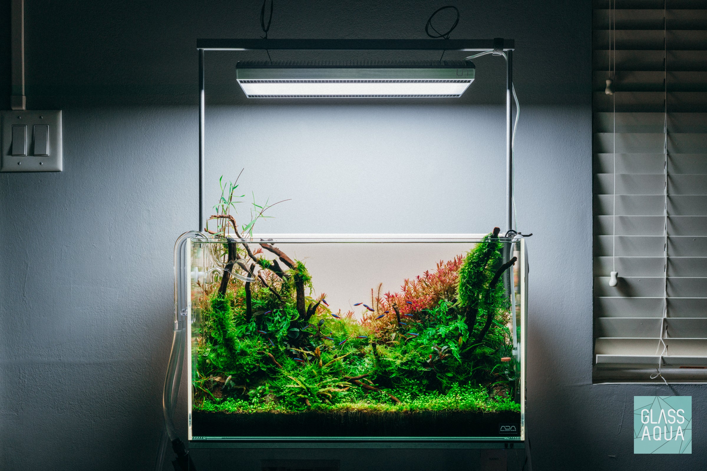 ADA 60P Nature Aquarium Planted Tank