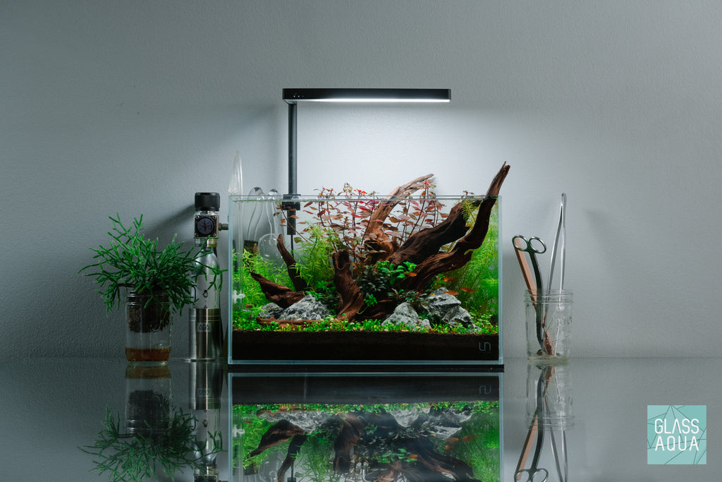Bucephalandra Red Mini Popular Aquarium Plant for Planted Tank