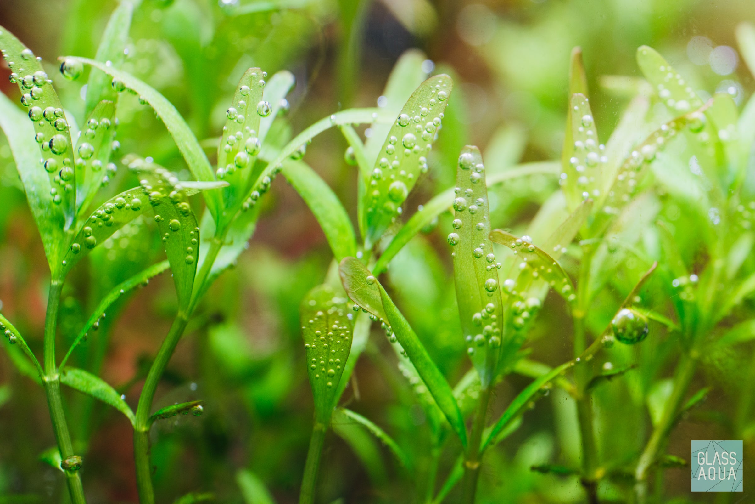 Ultum Nature Systems Planted Nano Betta Tank