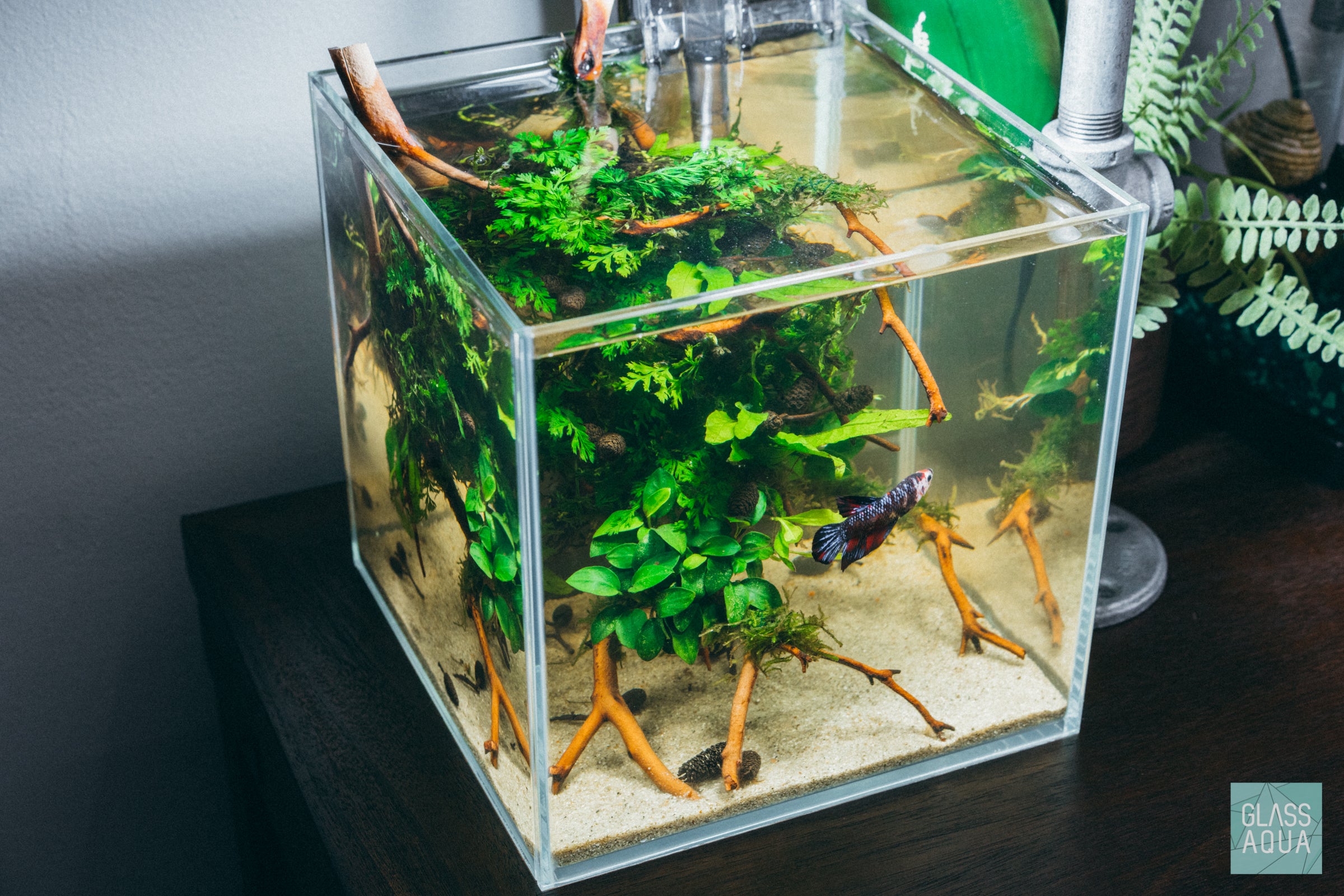 Ultum Nature Systems Planted Cube Betta Tank