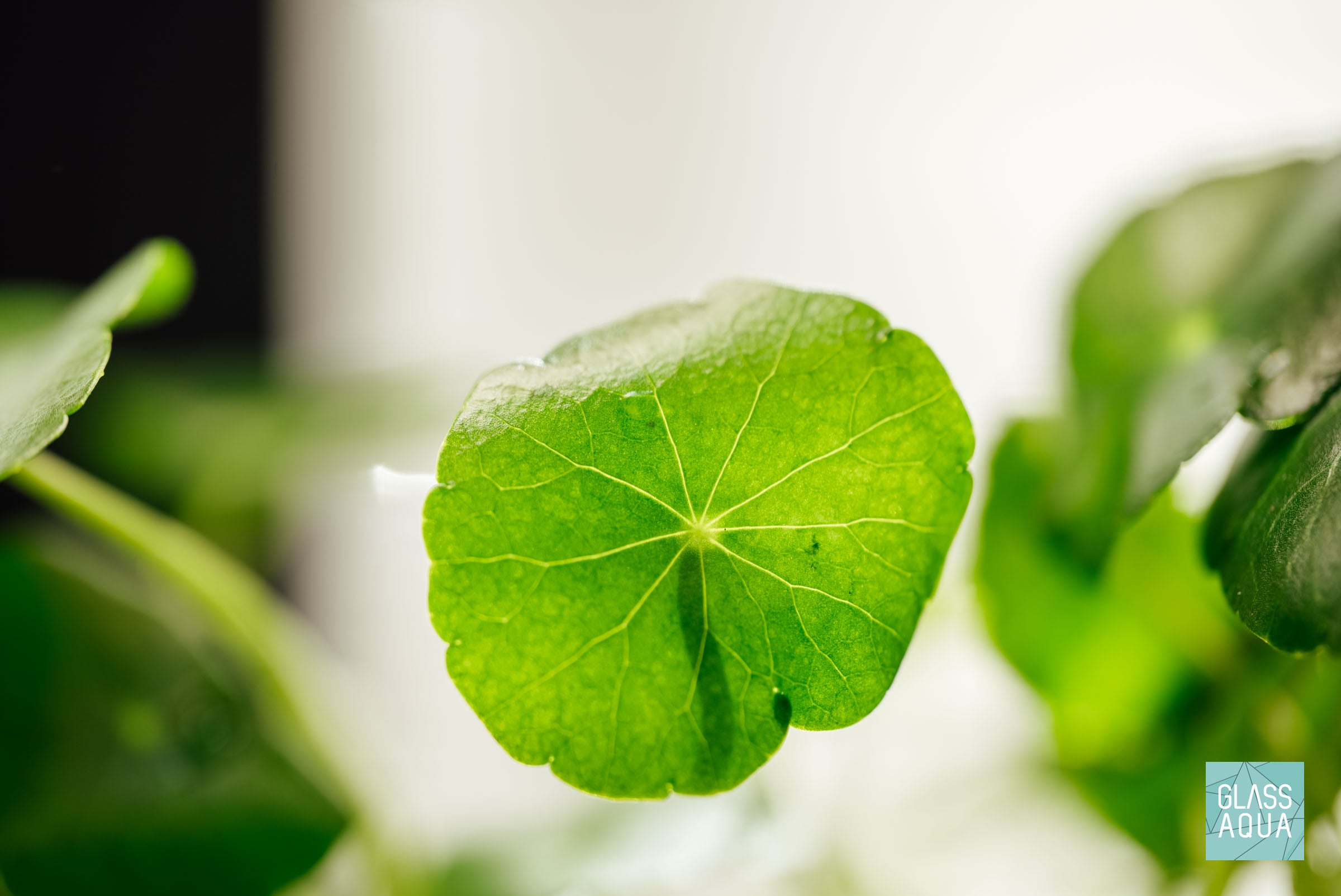 Hydrocotyle Verticillata Aquatic Stem Plant | Shop Tissue Culture Aquarium Plants - Glass Aqua