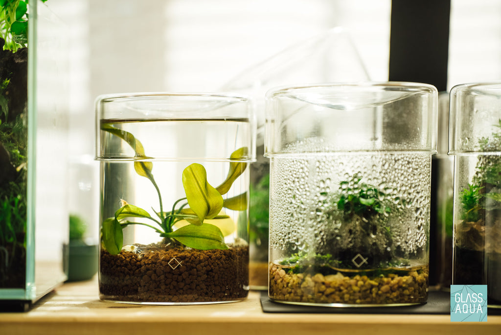 Aqua Worx Iota Cultivation Cup Kit | Shop Terrarium Kits - Glass Aqua