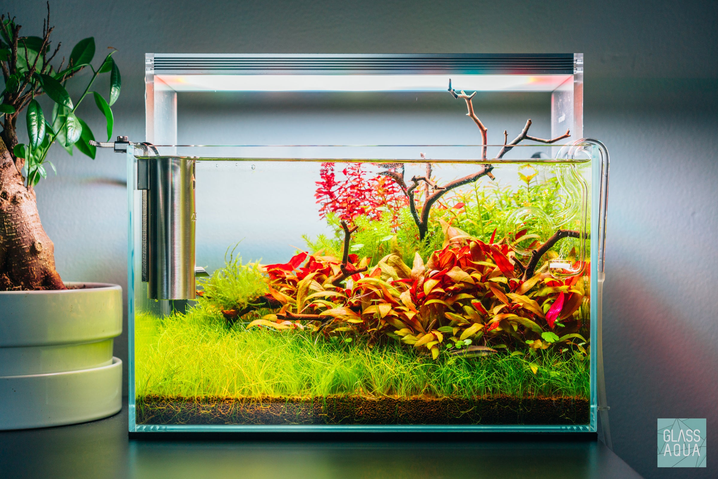Glass Aqua Planted Aquarium Tank Inspiration - Shop The Look