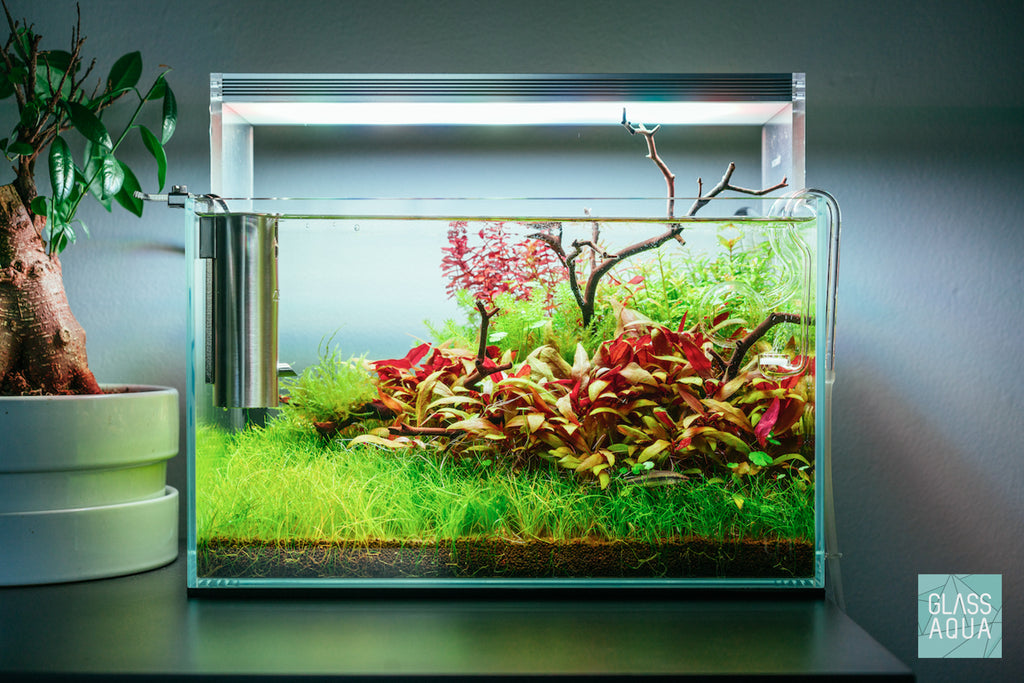 Alternanthera Reineckii Mini Easy Red Aquarium Plant for Planted Tank
