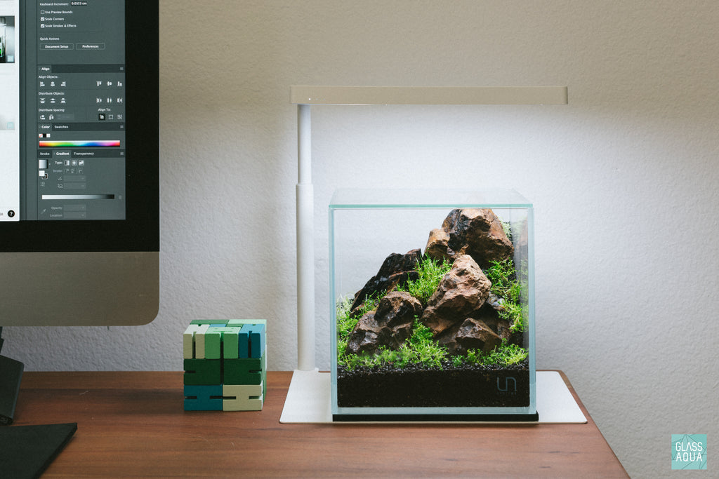 Desktop Cube Aquarium Starter Kit | Freshwater Planted Aquarium Kit