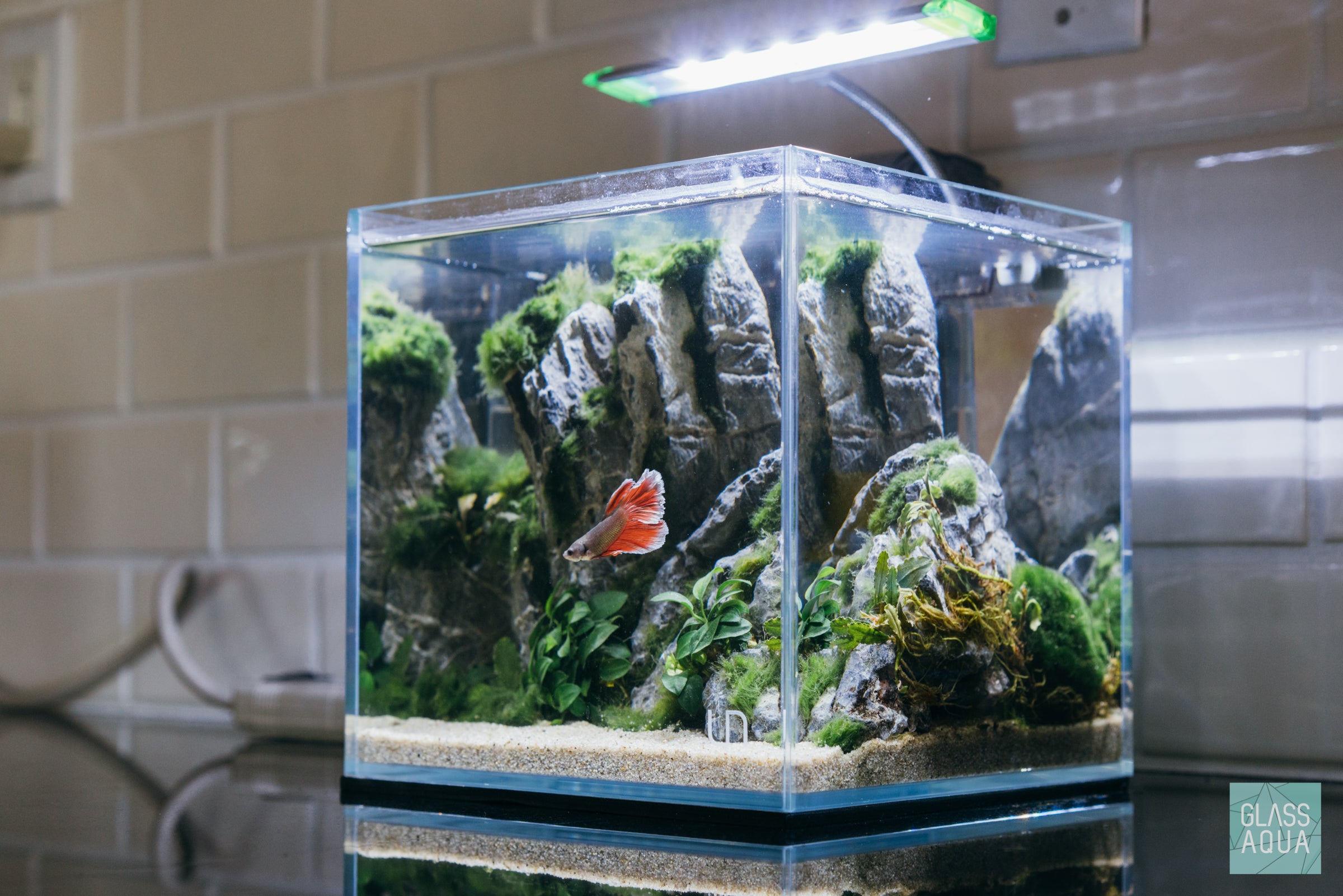 Ultum Nature Systems Planted Cube Betta Tank