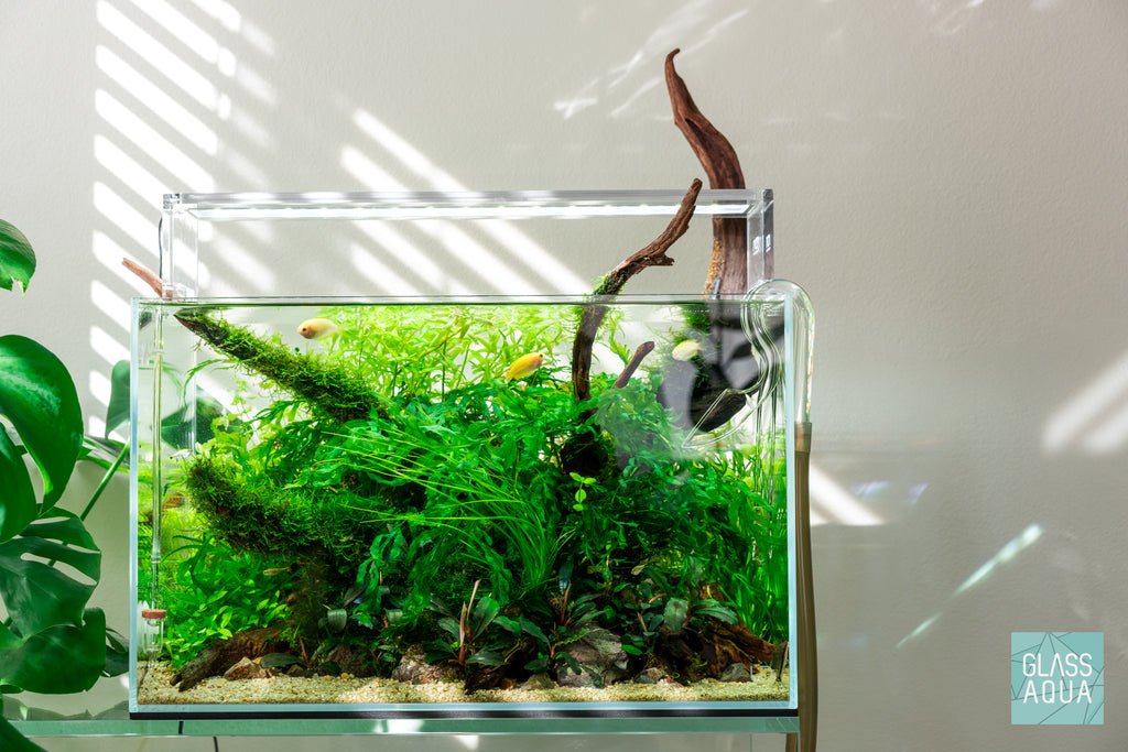 2x2 Inch Portion Of Christmas Moss! Live Aquarium Plants! Great For Shrimp  Tanks