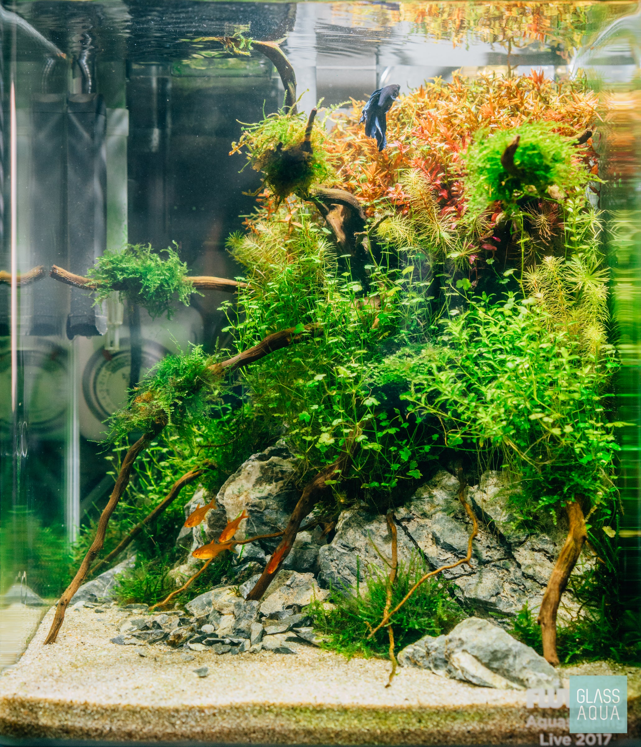 Fluval Planted Aquarium Tank Glass Aqua