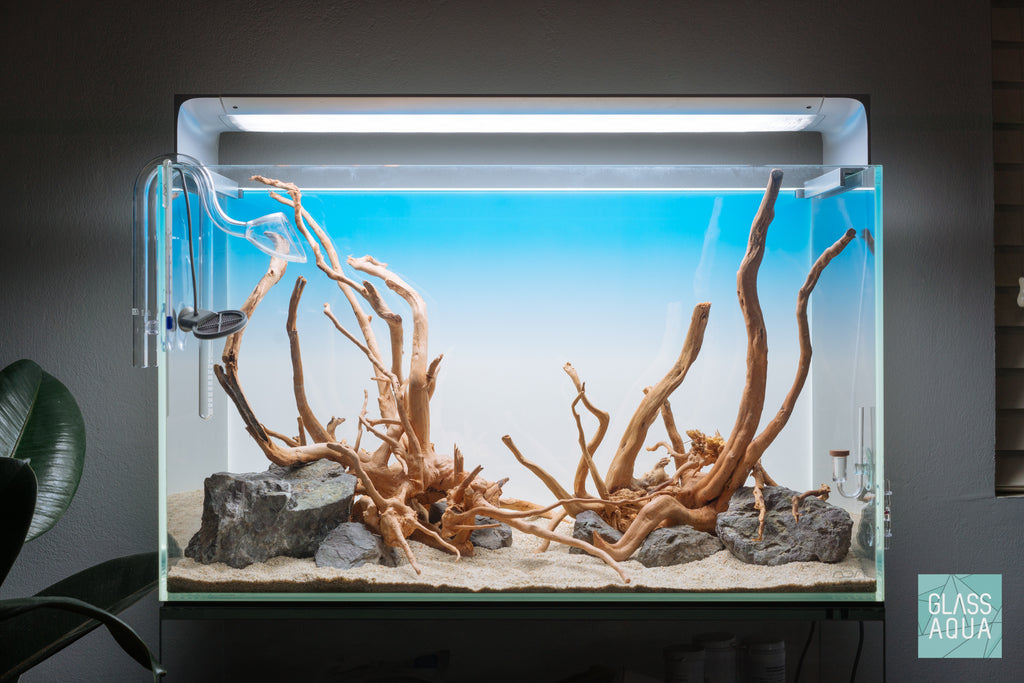 Shop Planted Aquarium Spider Wood Hardscape - Glass Aqua