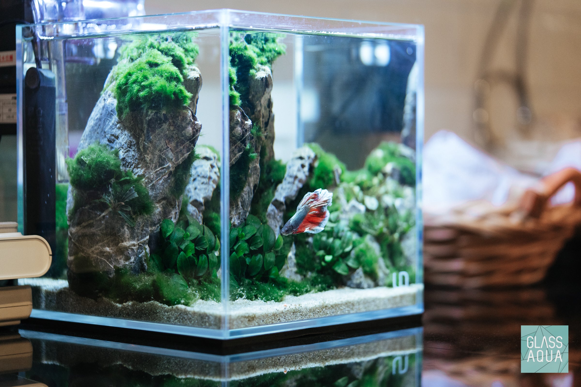 Planted Betta Fish Cube Tank Aquarium – Glass Aqua