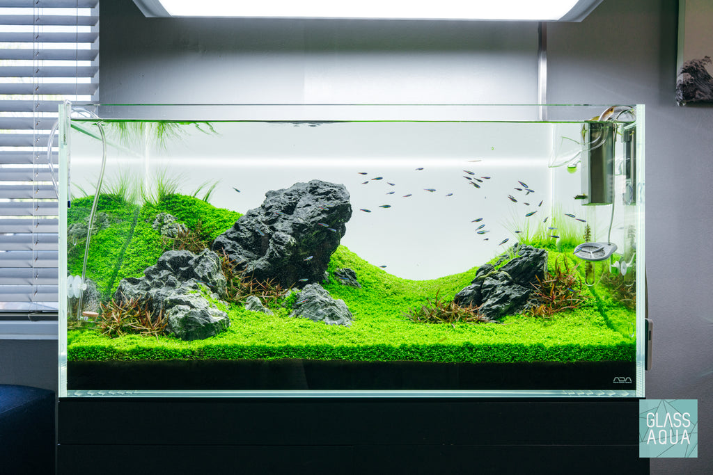 Micranthemum Monte Popular Foreground Carpet Aquarium Plant – Glass