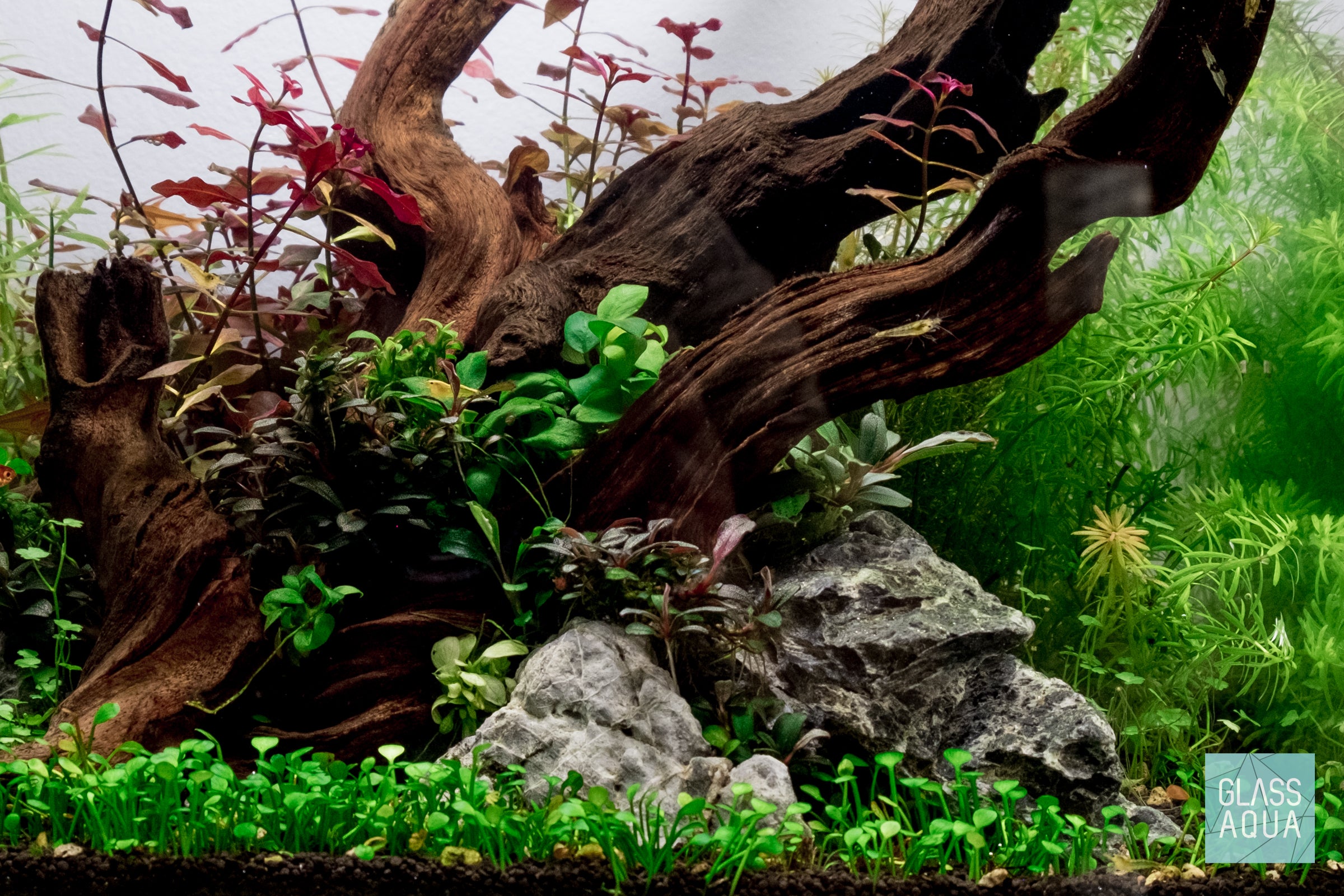 Ultum Nature Systems Planted Nano Tank