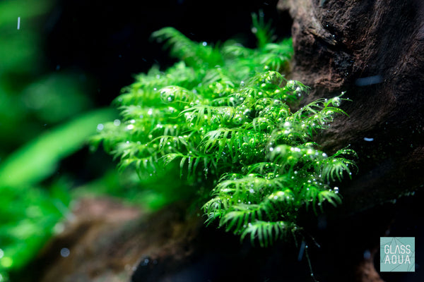 Fissidens Fontanus Live Aquatic Moss Plant