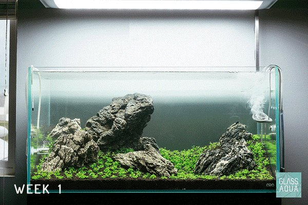 Glass Aqua Planted Aquarium Tropica