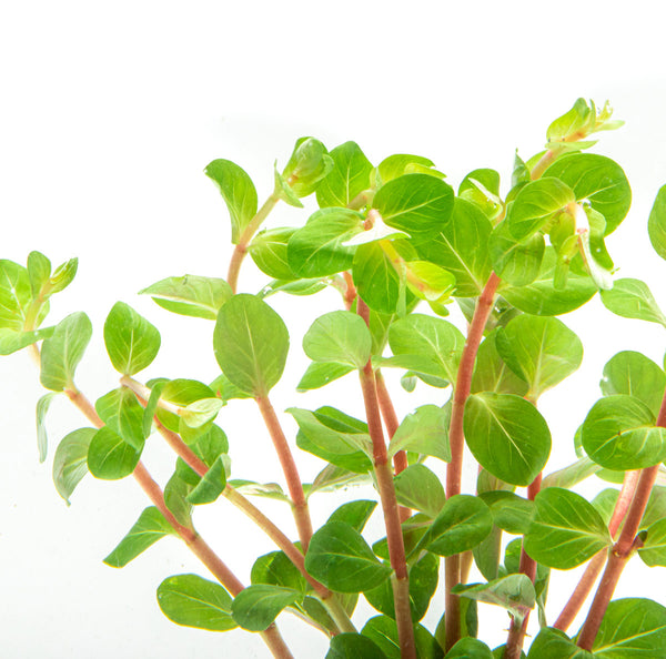 Rotala Rotundifolia Blood Red Aquarium Stem Plant for Planted Tanks